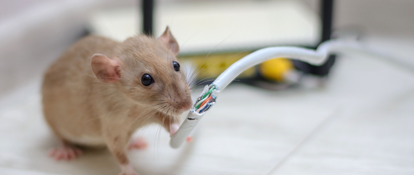 Do Mice and Rats Cause Structural Damage?