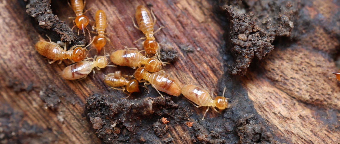 Best Termite Control Experts in Canton GA