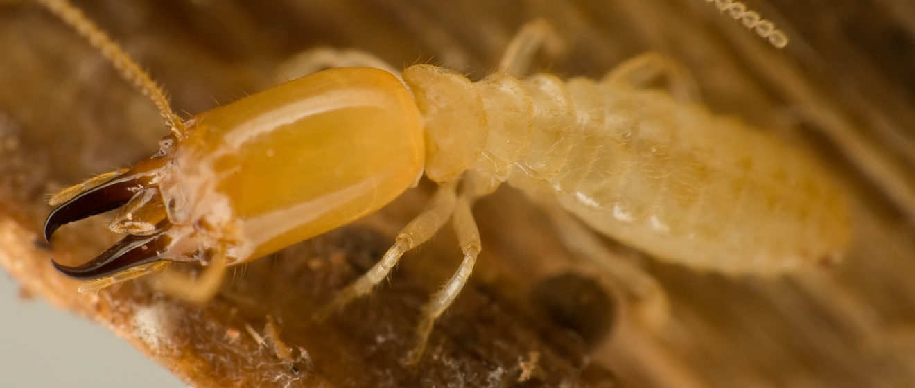 Termite Myths vs. Facts: What Every Holly Springs Homeowner Needs to Know