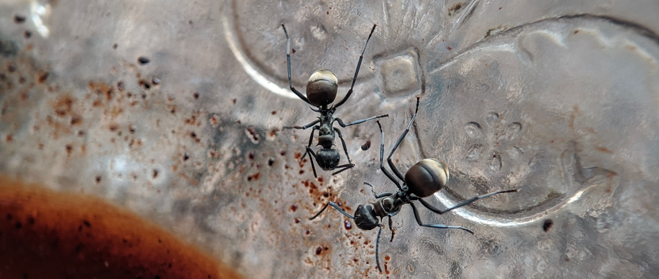 Why Are Ants Invading Your Canton Home? The Top 5 Reasons