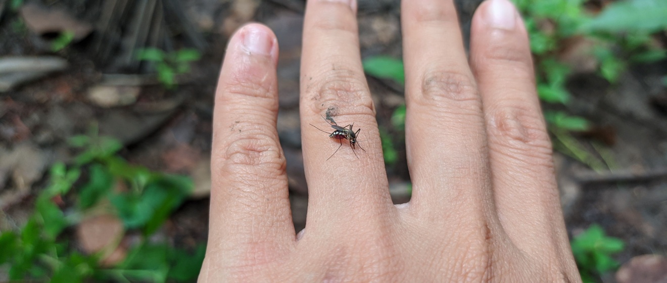 The Best Ways to Keep Mosquitoes Out of Your Yard in Canton, GA