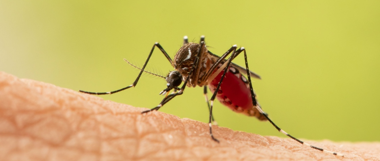 Why Mosquitoes Thrive in Georgia’s Humid Summers And How to Stop Them
