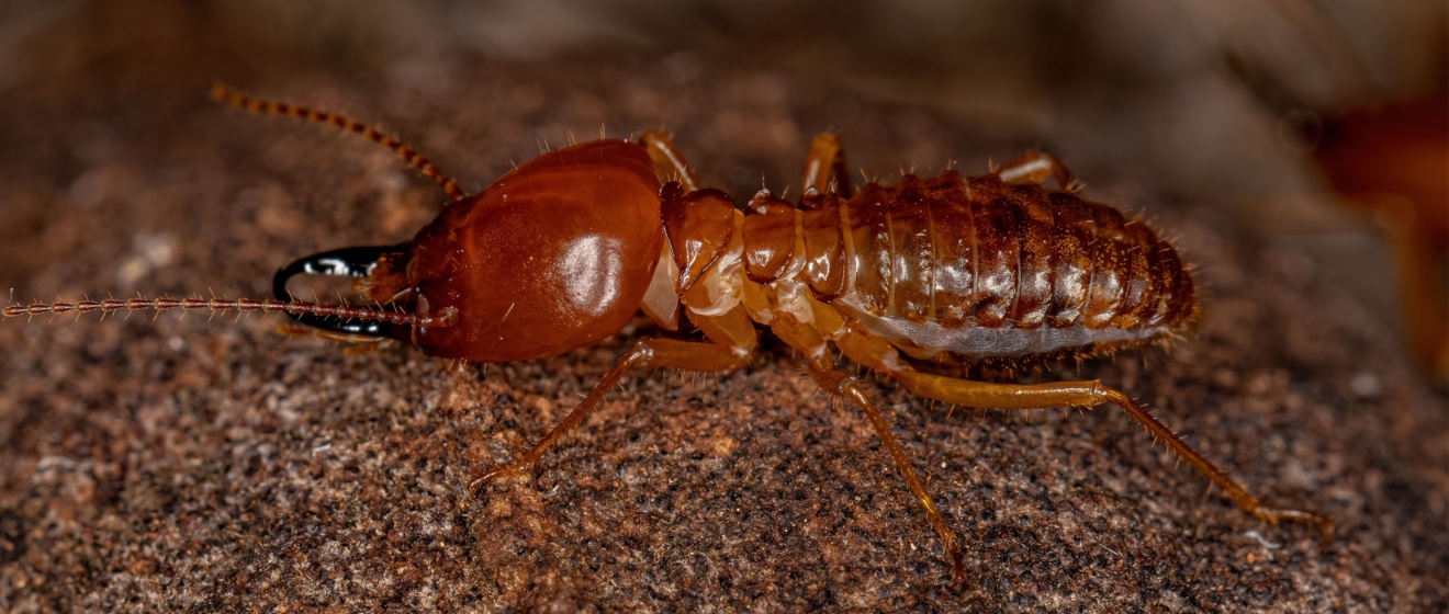 The Different Types of Termites in Georgia and How to Identify Them