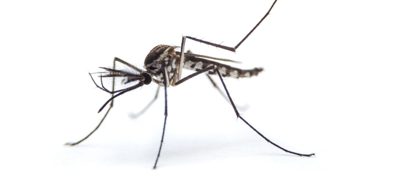 Best Mosquito Exterminators in Canton, GA