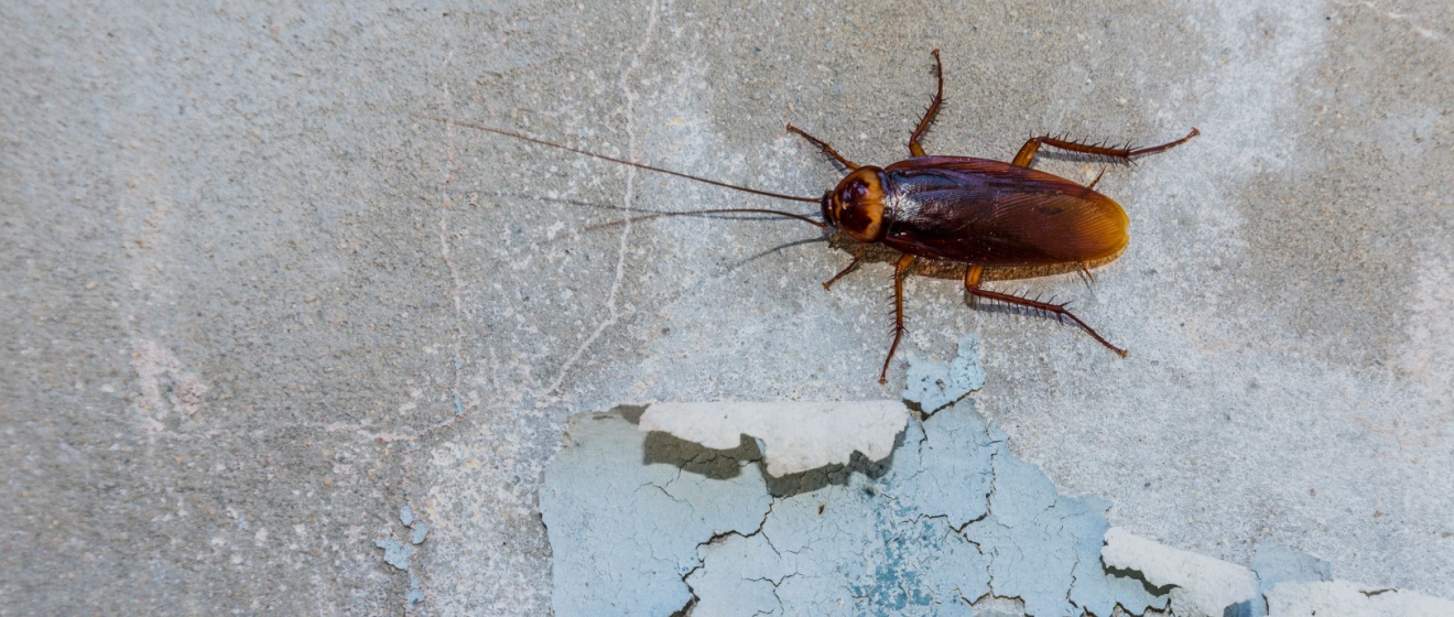 How to Get Rid of Cockroaches in Your Canton, GA Home