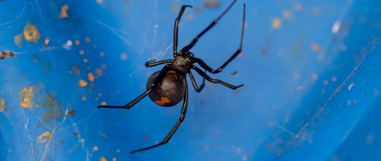 DIY vs. Professional Spider Control in Canton, GA