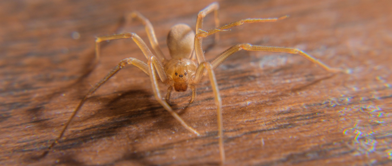 Best Ways to Prevent Spider Infestations in North Georgia