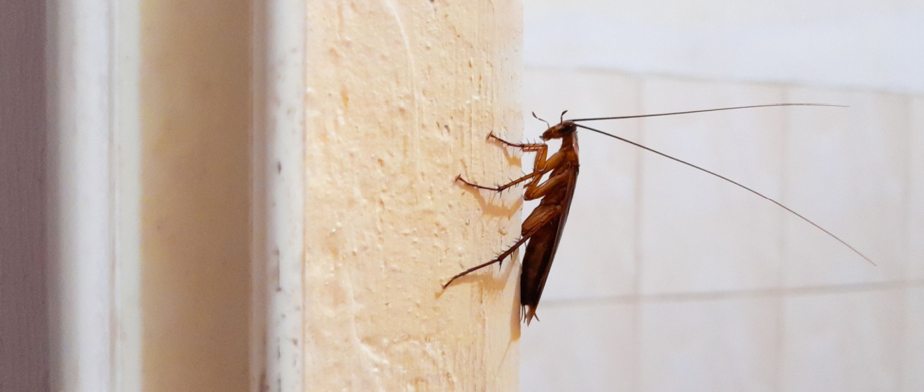 Top Signs You Have a Cockroach Problem in Holly Springs