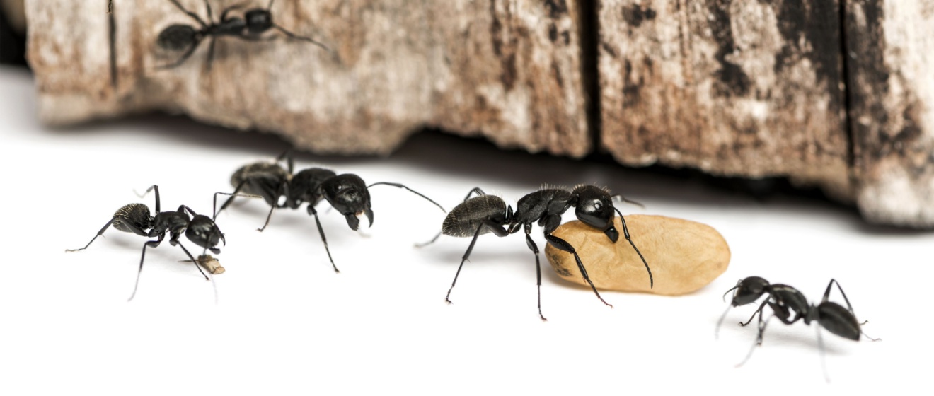 What Attracts Ants to Your Home and How to Prevent an Infestation